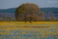 021_Biebrza - kwiecien 2010